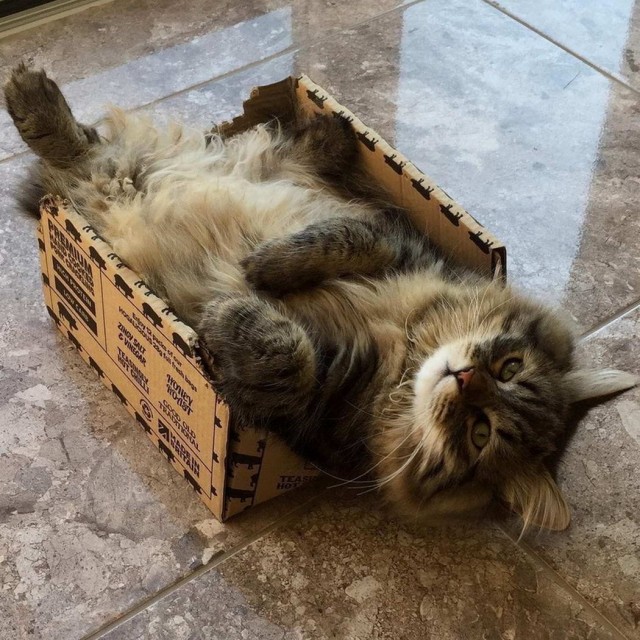 Забавные и милые котейки