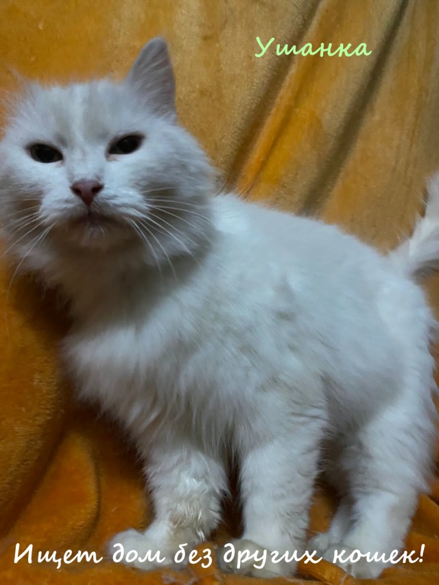 Жизнь домашнего приюта "Котоленд" 326