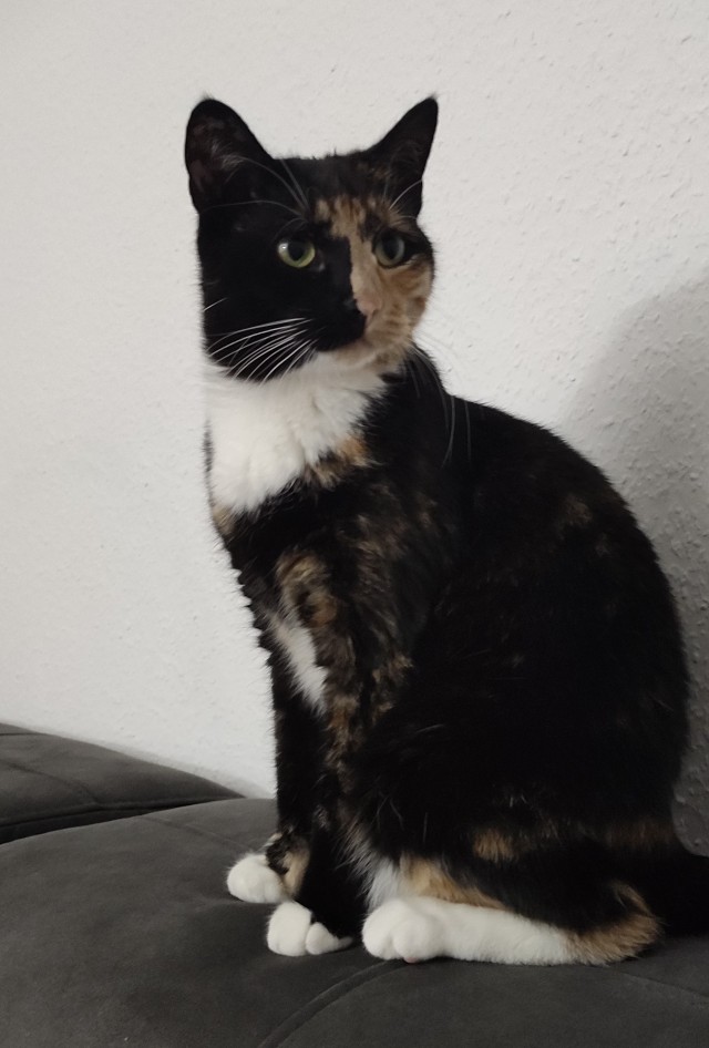 Котовторник ведь начался!