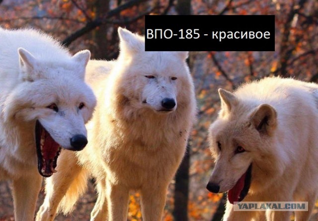Немного пятничных и где то смешных картинок