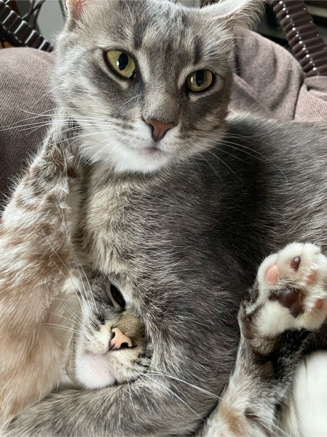 Котовторнику быть
