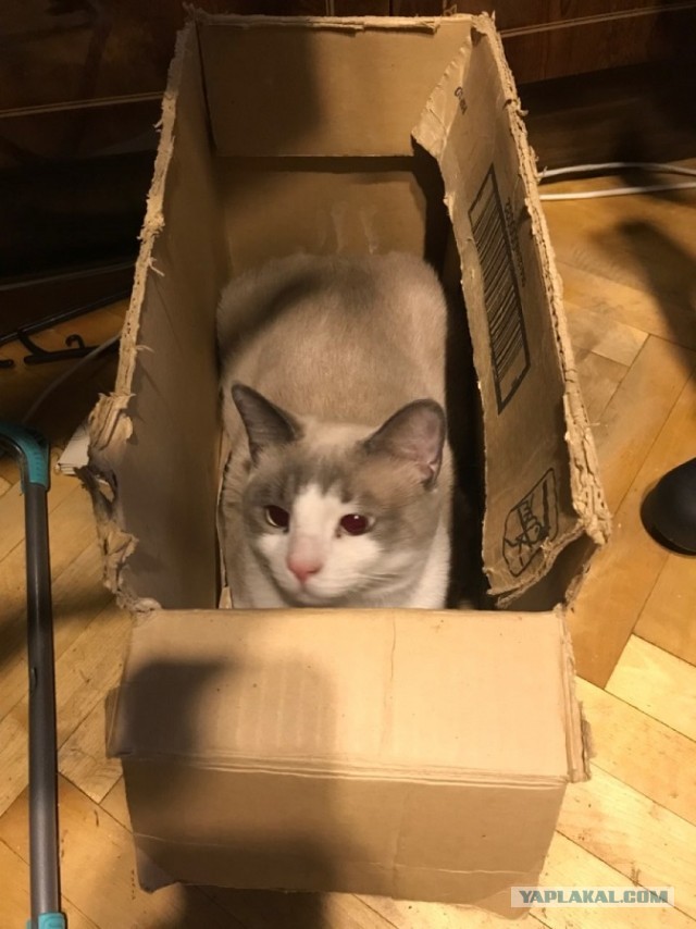 Без кота жизнь не та