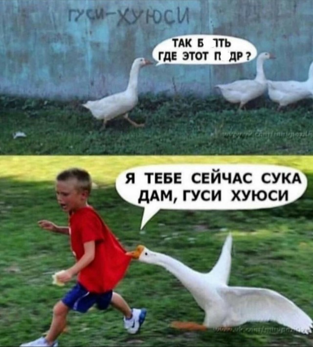 "Они чувствуют твой страх.."
