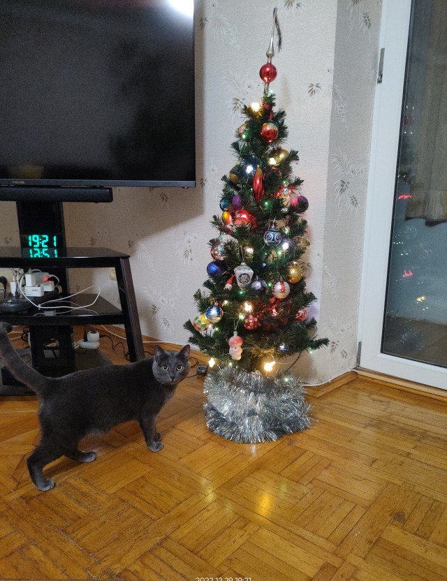 Даёшь котов в этот вторник!
