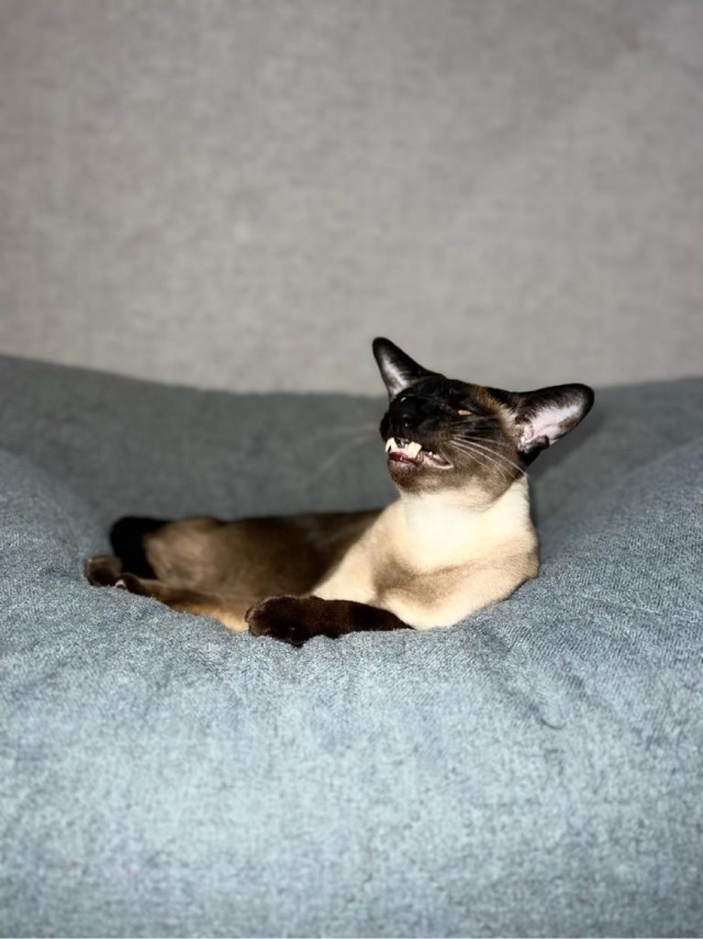 Котовторник 17.01.23