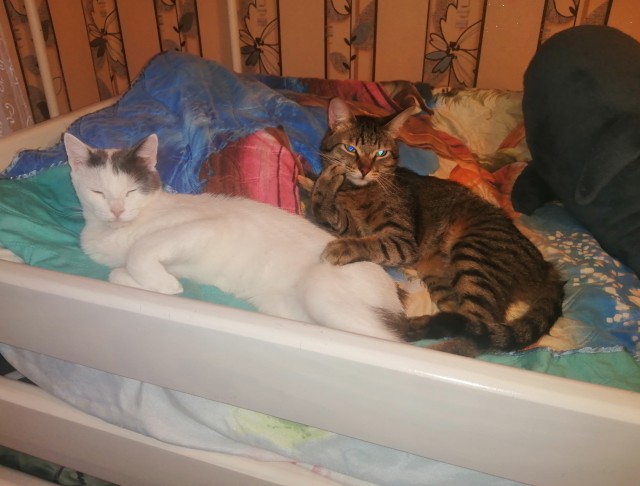 К котовторнику