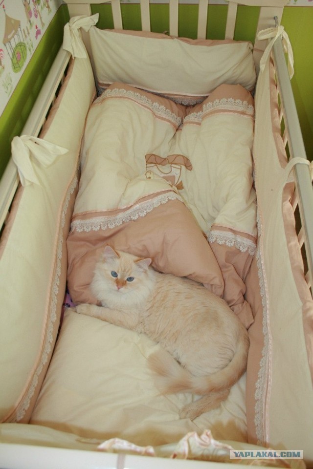 Котовторник 26.03.2013