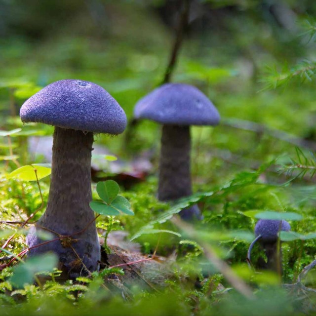 Россиян будут сажать на срок до 9 лет тюрьмы за сбор краснокнижных растений и грибов