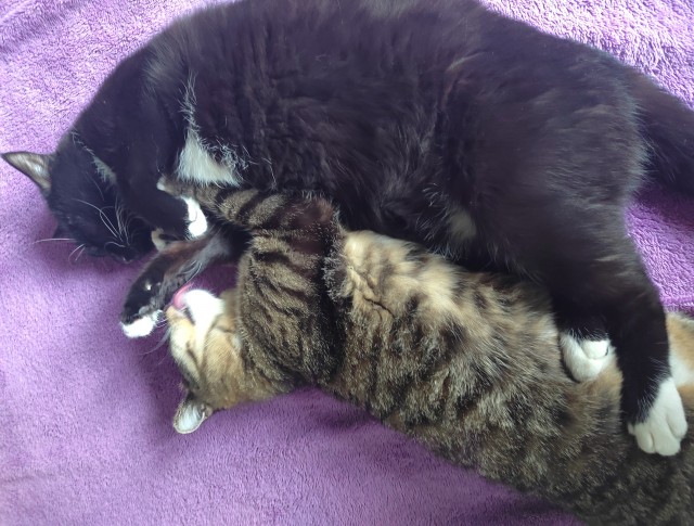 Котовторник
