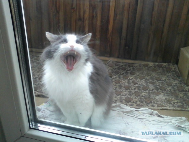 Котовторник 09.04.2013