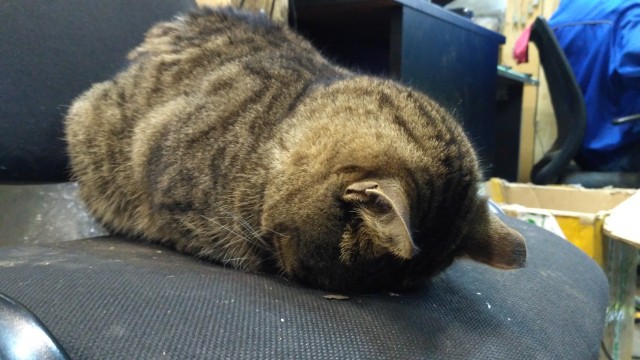 Коты на производстве