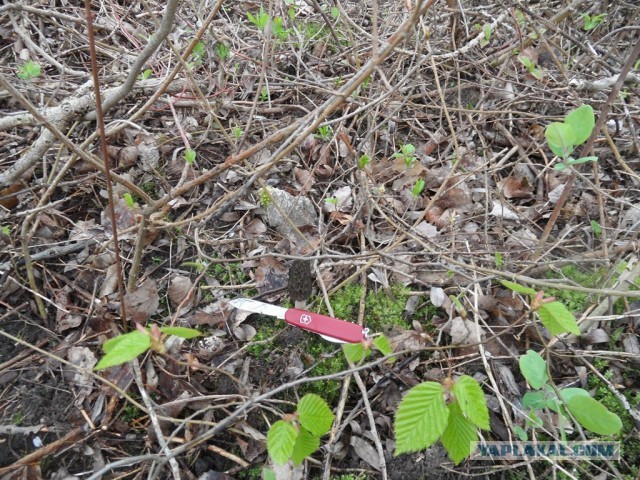 Грибной сезон открыт!