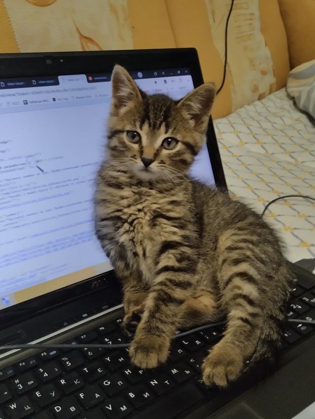 Котовторник