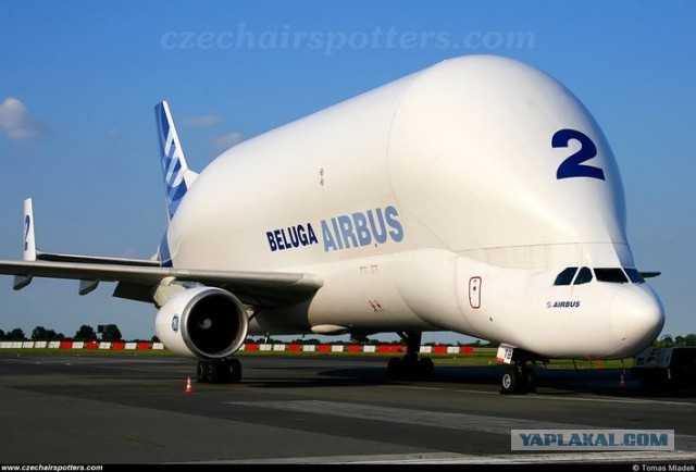 Как мы кормили белуху