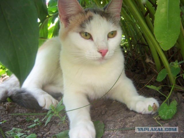 Котовторник 30.04.2013