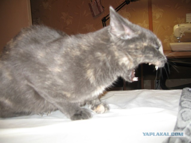 Котовторник  07.05.2013