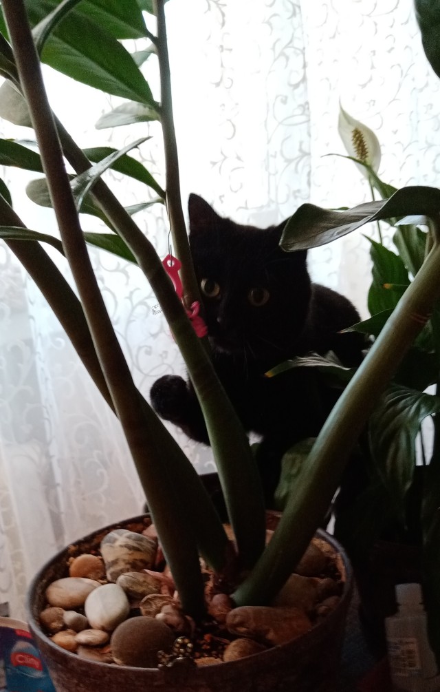 Жизнь домашнего приюта "Котоленд" 431