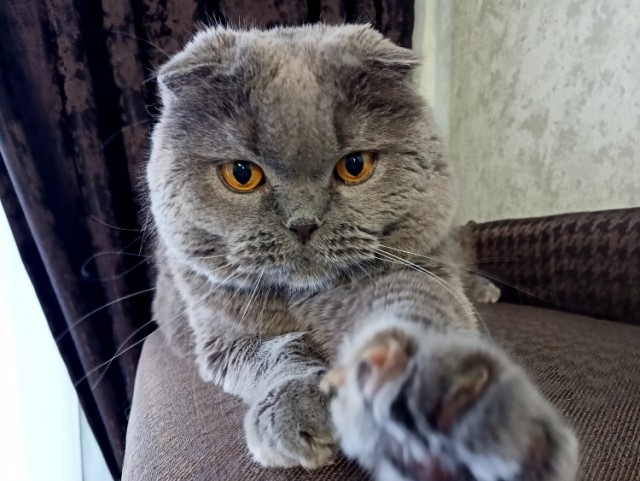 Котовторник