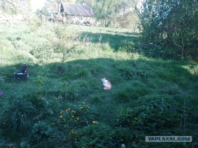 Жизнь домашнего приюта для котеек 494