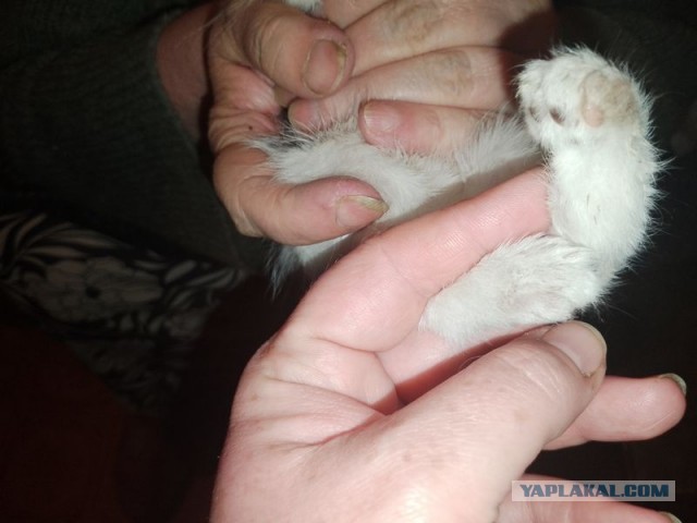 Жизнь домашнего приюта для котеек 496