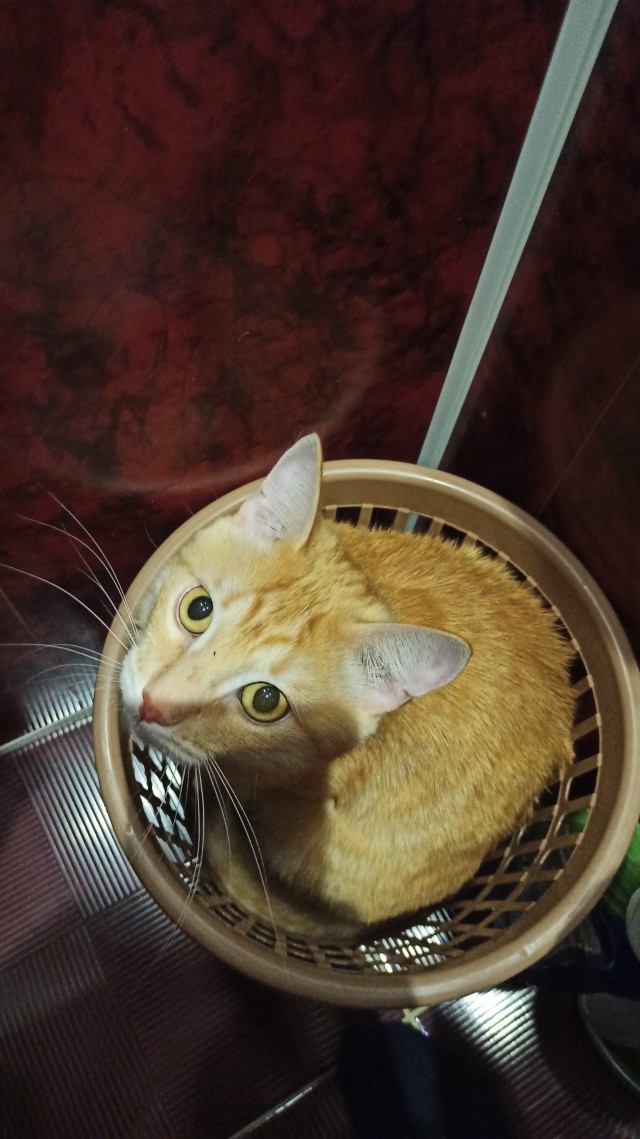 Коробочки наше фсё