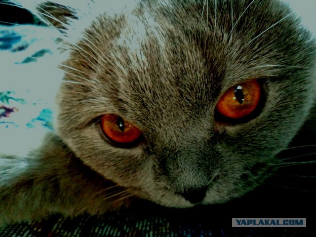 Котовторник 04.06.2013