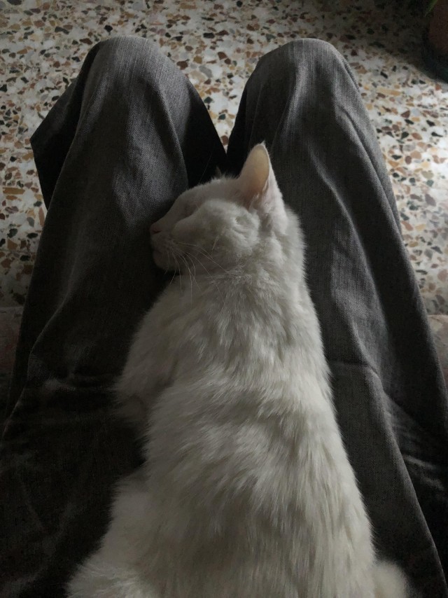 Слепоглухая кошка
