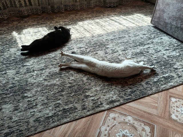 Шлагбаумы на кухне