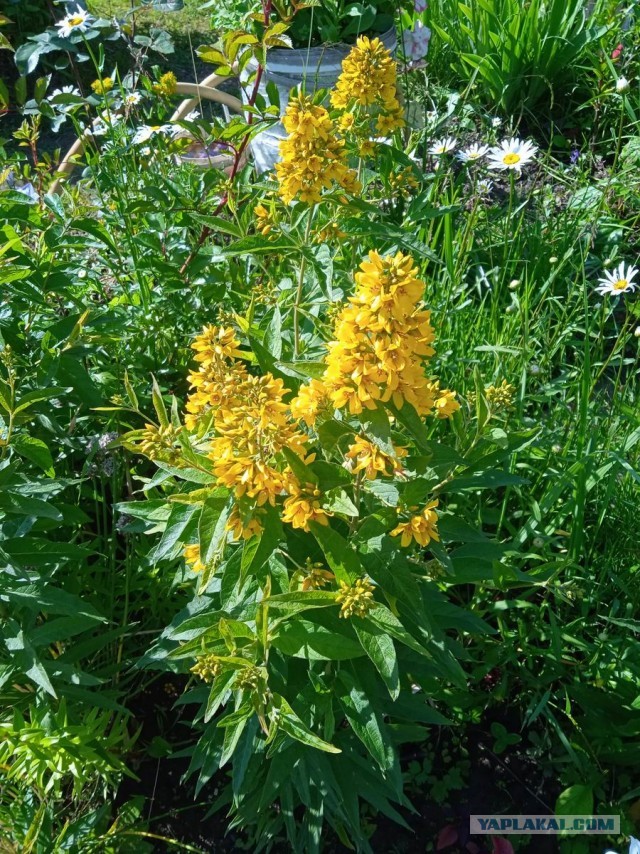 Дачники, подскажите что это? (Цветок)