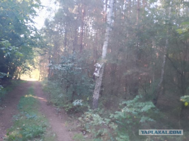 Жизнь домашнего приюта для котеек 558