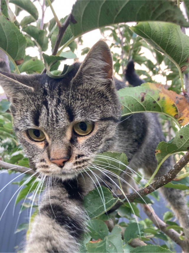Котовторник.Наши модели
