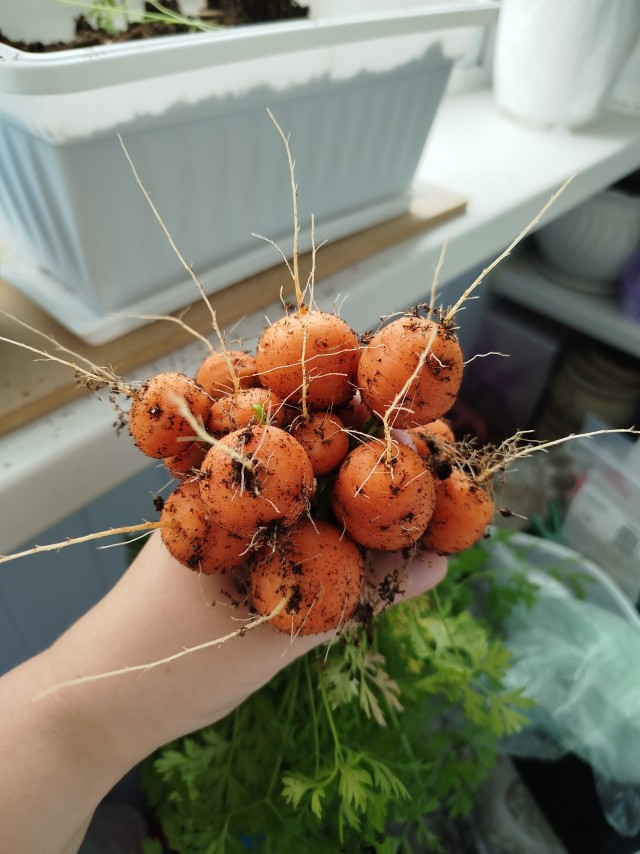 Страсти огородные