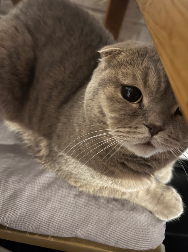 А котовторник уже пришёл?