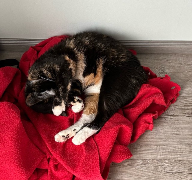 Котовторник же!