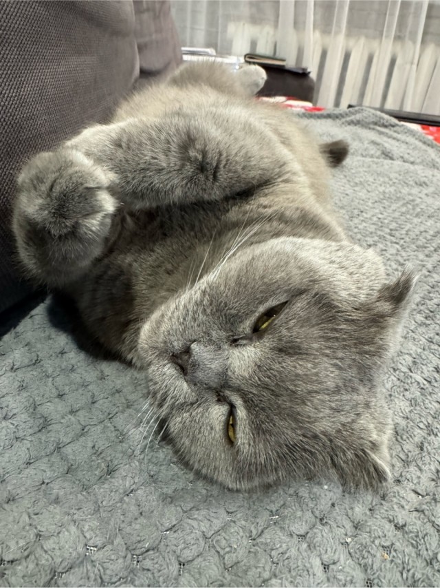 Кото вторник. Серый на сером)
