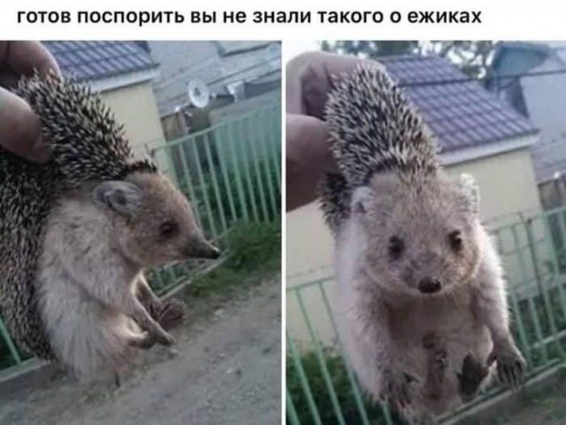Веселые картинки в пятницу (07.08)