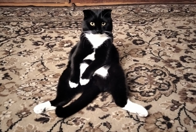 Очередной котовторник