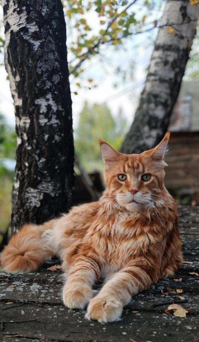 Котовторник