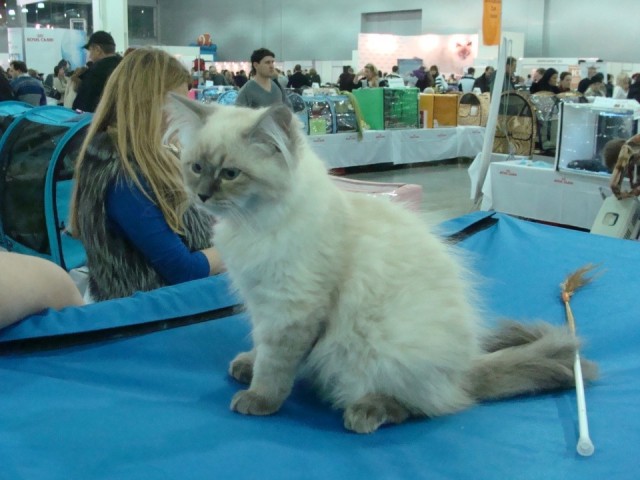 Выставка кошек. Котовторник