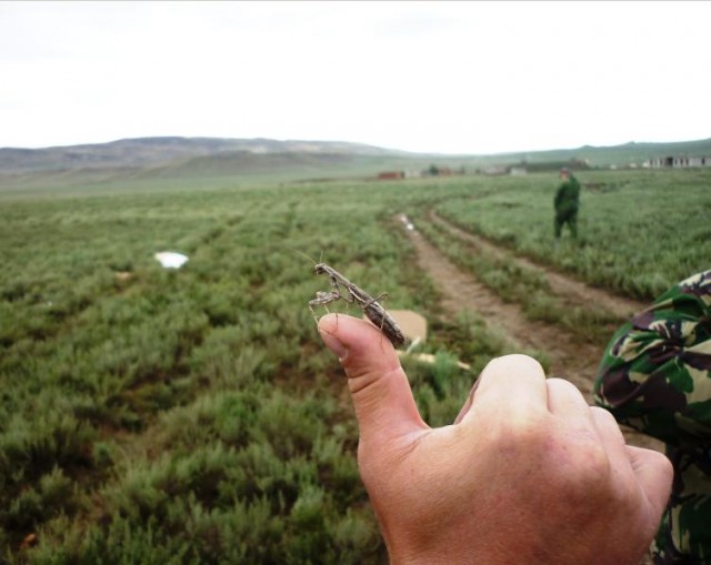 Мирная стрельба в Дагестане