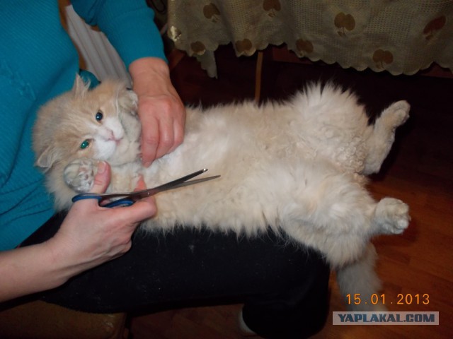 Уху евший кот