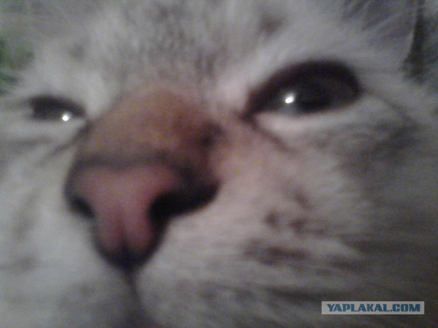 Котовторник 26.11.2013