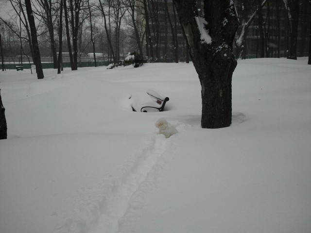 Собакочетверг на 02.01.2014