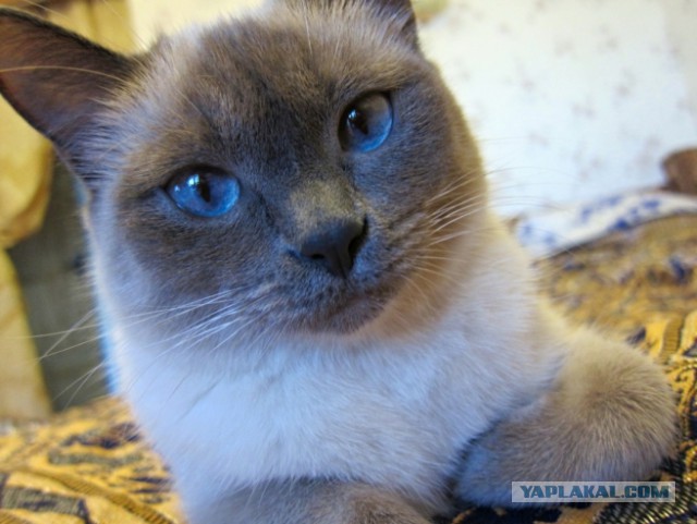 Котовторник 01.04.2014