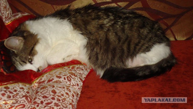 Котовторник 01.04.2014