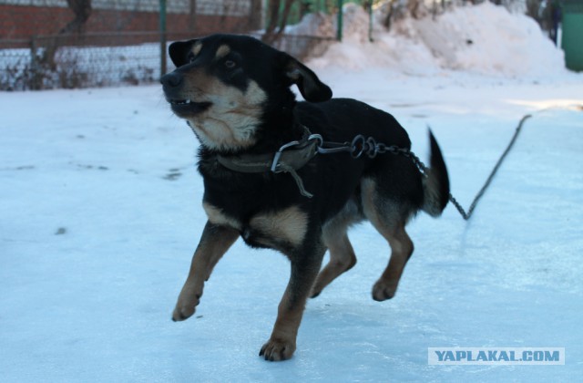 Собакочетверг