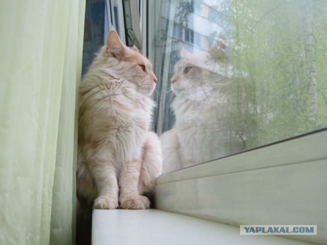 С Котовторником!