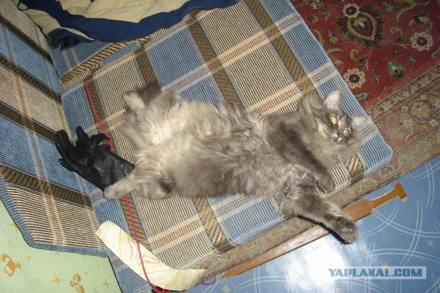 Курильская котяра Соня