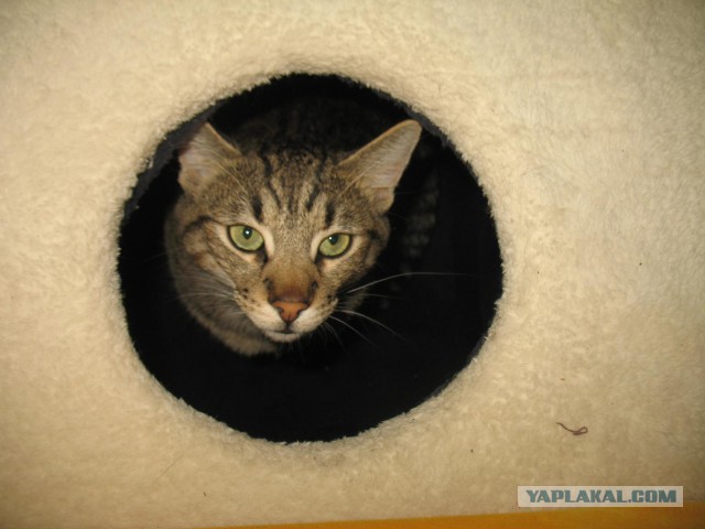 Котовторник 24.06.2014