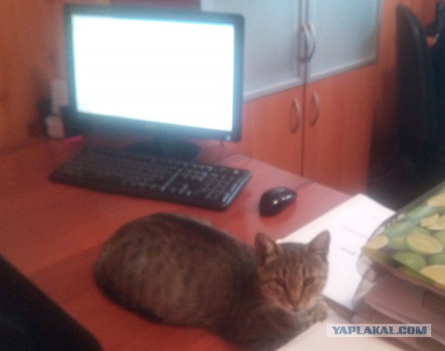 Котовторник 22.07.14